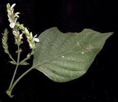 Isoglossa woodii