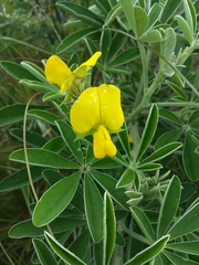 Crotalaria grahamiana