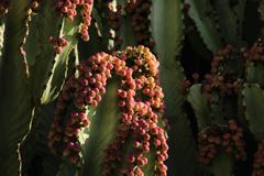 Euphorbia ingens