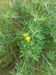 Crotalaria grahamiana