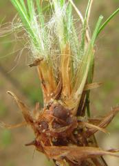 Bulbostylis contexta