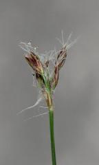 Bulbostylis contexta