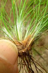 Bulbostylis contexta