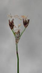 Bulbostylis contexta