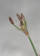 Bulbostylis contexta