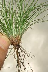 Bulbostylis contexta