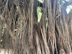 Ficus