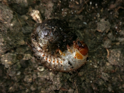 skarabeusovité (Scarabaeidae)