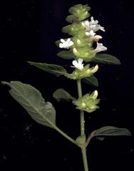 Phaulopsis imbricata