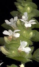 Phaulopsis imbricata