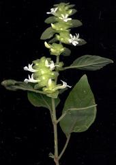 Phaulopsis imbricata