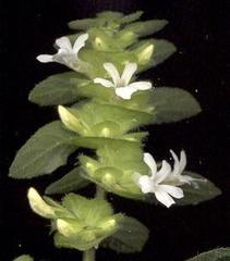 Phaulopsis imbricata