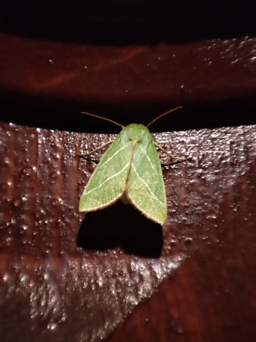 Zelenka buková (Pseudoips prasinana)