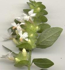 Phaulopsis imbricata