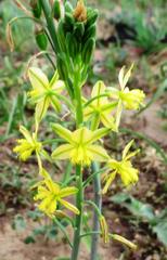 Bulbine praemorsa