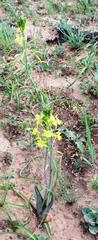 Bulbine praemorsa