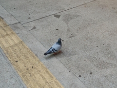 Columba livia domestica