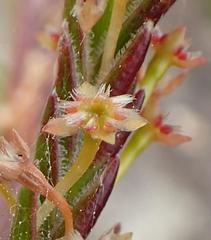 Struthiola parviflora