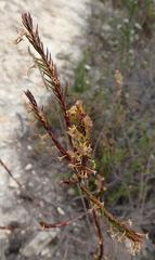 Struthiola parviflora