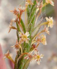 Struthiola parviflora