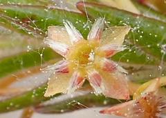 Struthiola parviflora