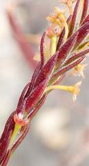 Struthiola parviflora