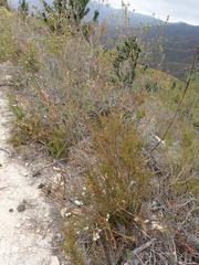 Struthiola parviflora