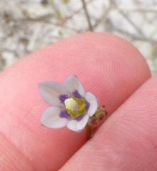 Wahlenbergia androsacea