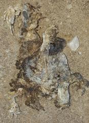 Tomopterna delalandii