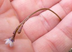 Wahlenbergia androsacea