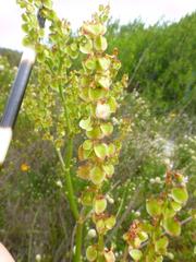 Rumex lativalvis