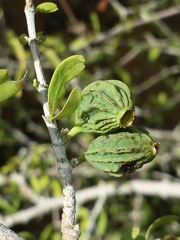Pyrostria