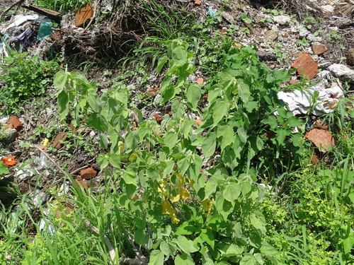 Image of Abutilon trisulcatum by (c) Alexis López Hernández, some rights reserved (CC BY)