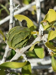 Pyrostria