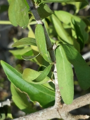 Pyrostria
