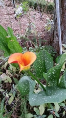 Zantedeschia pentlandii