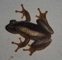 Afrixalus fornasini