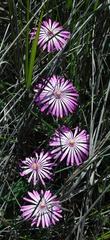 Lampranthus aduncus