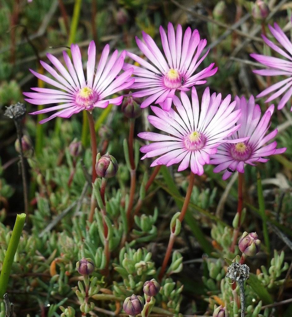 Trailing ice plant