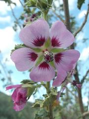 Anisodontea scabrosa