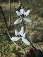 Cyphia digitata digitata