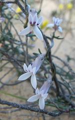 Cyphia digitata digitata