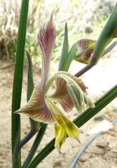 Gladiolus virescens