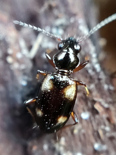 Garden Bembidion Beetle