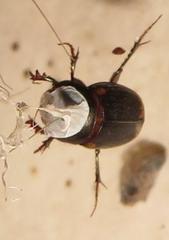 Onthophagus vinctus