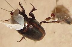 Onthophagus vinctus