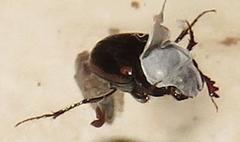 Onthophagus vinctus