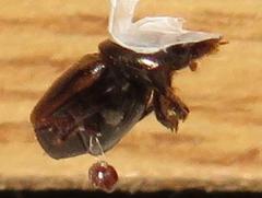 Onthophagus vinctus