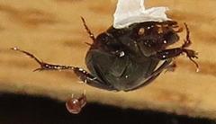 Onthophagus vinctus