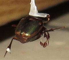 Onthophagus vinctus